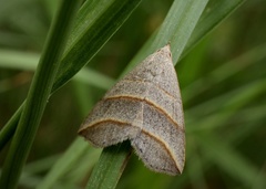 Colobochyla salicalis