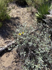 Helianthus niveus