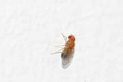 Drosophila