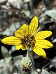 Helianthus niveus