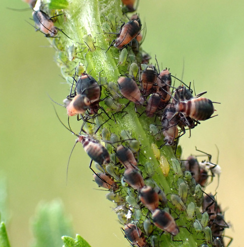 Pink tansy aphid