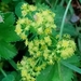 Pale Lady's-Mantle - Photo (c) wilson63, some rights reserved (CC BY-NC), uploaded by wilson63