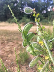 Cytisus scoparius