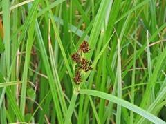 Cyperus longus