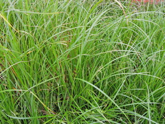 Cyperus longus