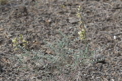 Astragalus curvicarpus