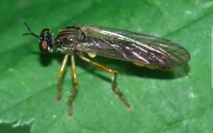 Dioctria linearis