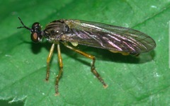 Dioctria linearis
