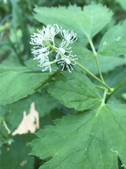Actaea spicata