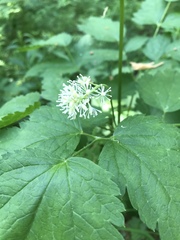 Actaea spicata