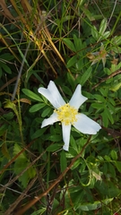Rosa foliolosa