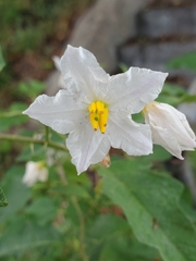 Solanum carolinense