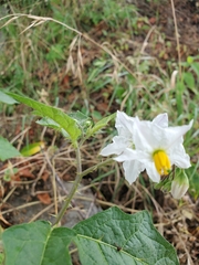 Solanum carolinense