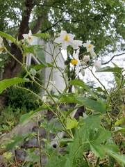 Solanum carolinense