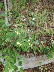 Solanum carolinense