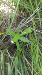 Asclepias viridiflora
