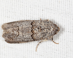 Sympistis perscripta