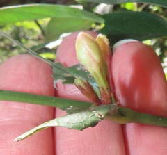 Mitriostigma axillare