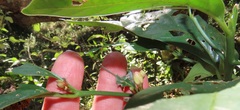 Mitriostigma axillare