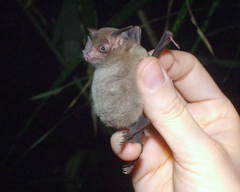 Trinycteris nicefori