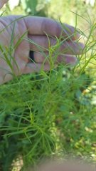 Euthamia gymnospermoides