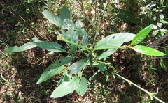 Mitriostigma axillare