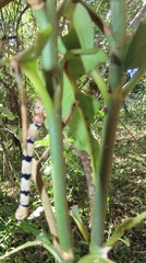 Mitriostigma axillare