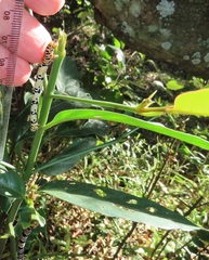 Mitriostigma axillare