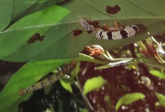 Mitriostigma axillare