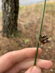 Juncus breweri