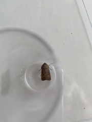 Hoplodrina octogenaria