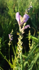 Physostegia pulchella