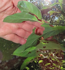 Mitriostigma axillare