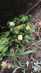 Bellis perennis