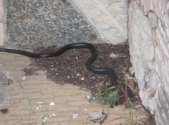 Hierophis viridiflavus