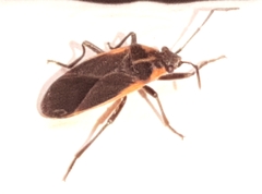 Image of Melacoryphus lateralis