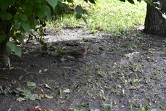 Turdus merula
