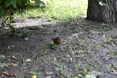 Turdus merula