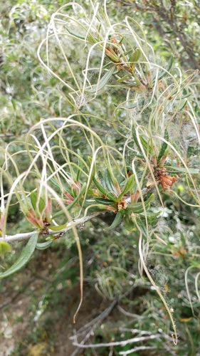 Curlleaf Mountain Mahogany