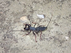 Thelyphonus sepiaris