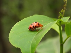 Podontia