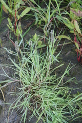 Sporobolus alopecuroides