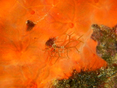 Spirastrella cunctatrix