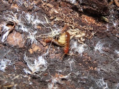 Scolopocryptops nigridius