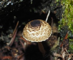 Lepiota calcarata