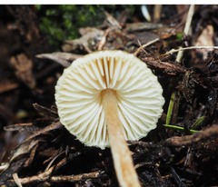 Lepiota calcarata