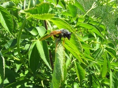 Trichiosoma triangulum