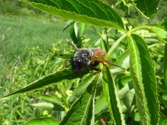 Trichiosoma triangulum