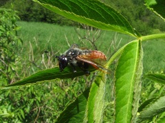 Trichiosoma triangulum