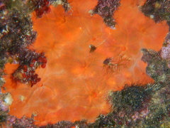 Spirastrella cunctatrix